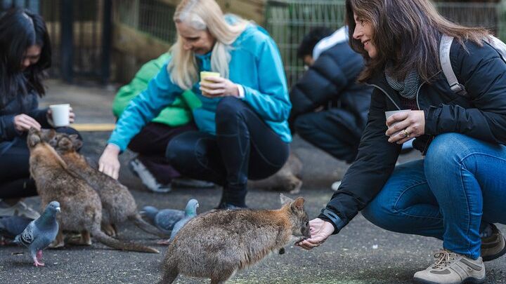 Blue Mountains Tour From Sydney With Wildlife Park + Bushwalk