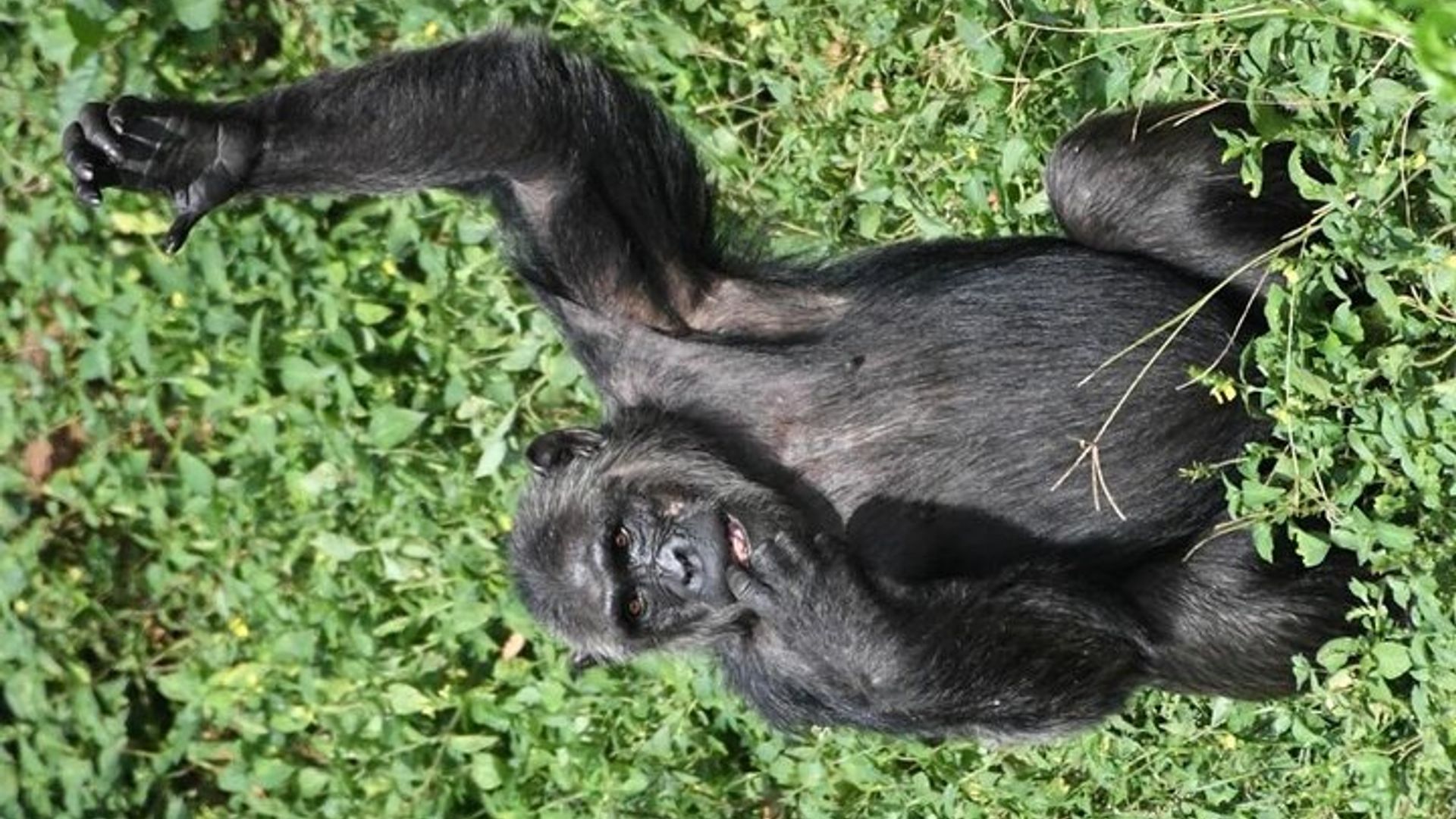 1 day chimpanzee tracking in budongo forest and kaniyo pabidi