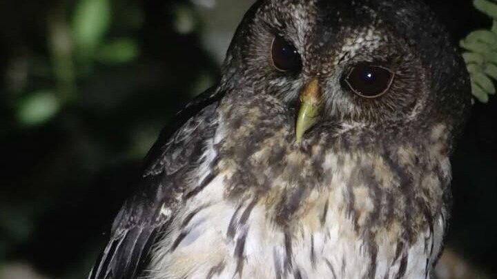 Night tour through the Monteverde cloud forest