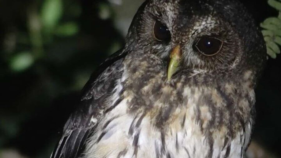 Night tour through the Monteverde cloud forest