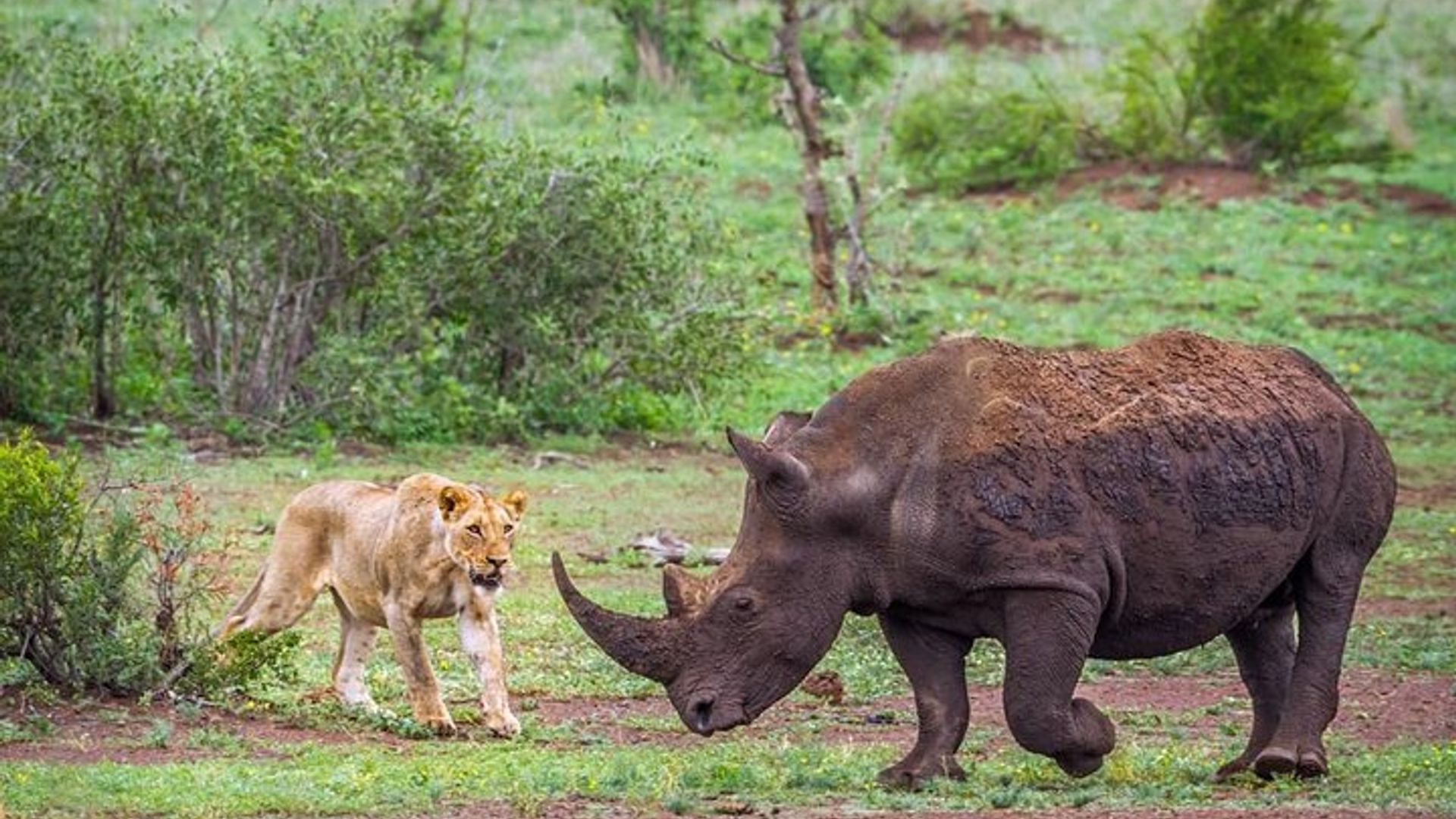 Rhino and Lion Reserve Private Half-Day Tour From Johannesburg