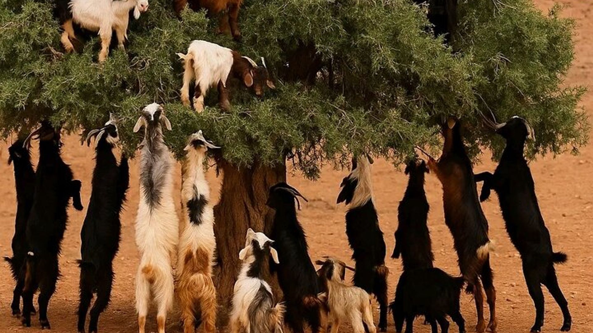 Crocoparc et chèvre grimpant dans l'arbre Agadir