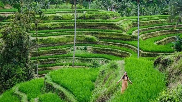Ubud Private Full-Day Highlights: Temples, Swing, and Monkeys