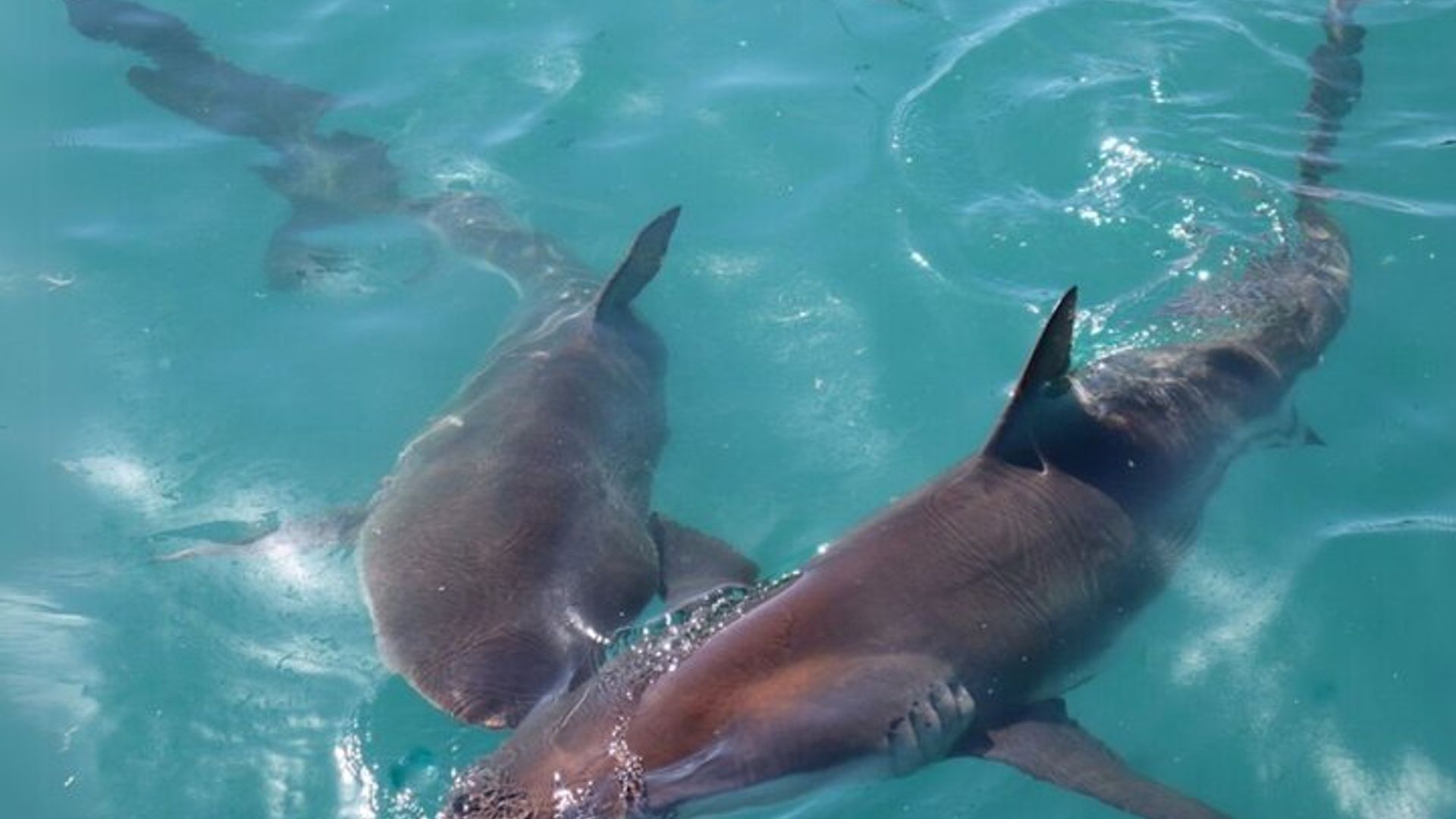 Plongée en cage à requins avec transport aller-retour depuis Hermanus