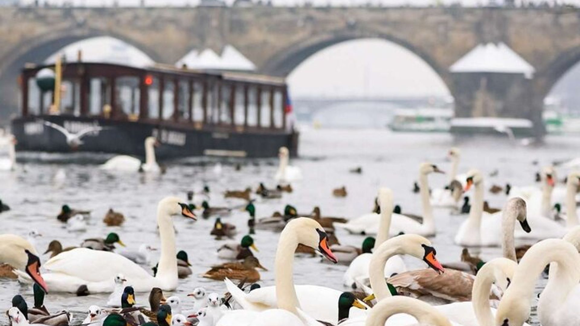 Prague Charles Bridge and River Cruise Guided Walk Group Tour