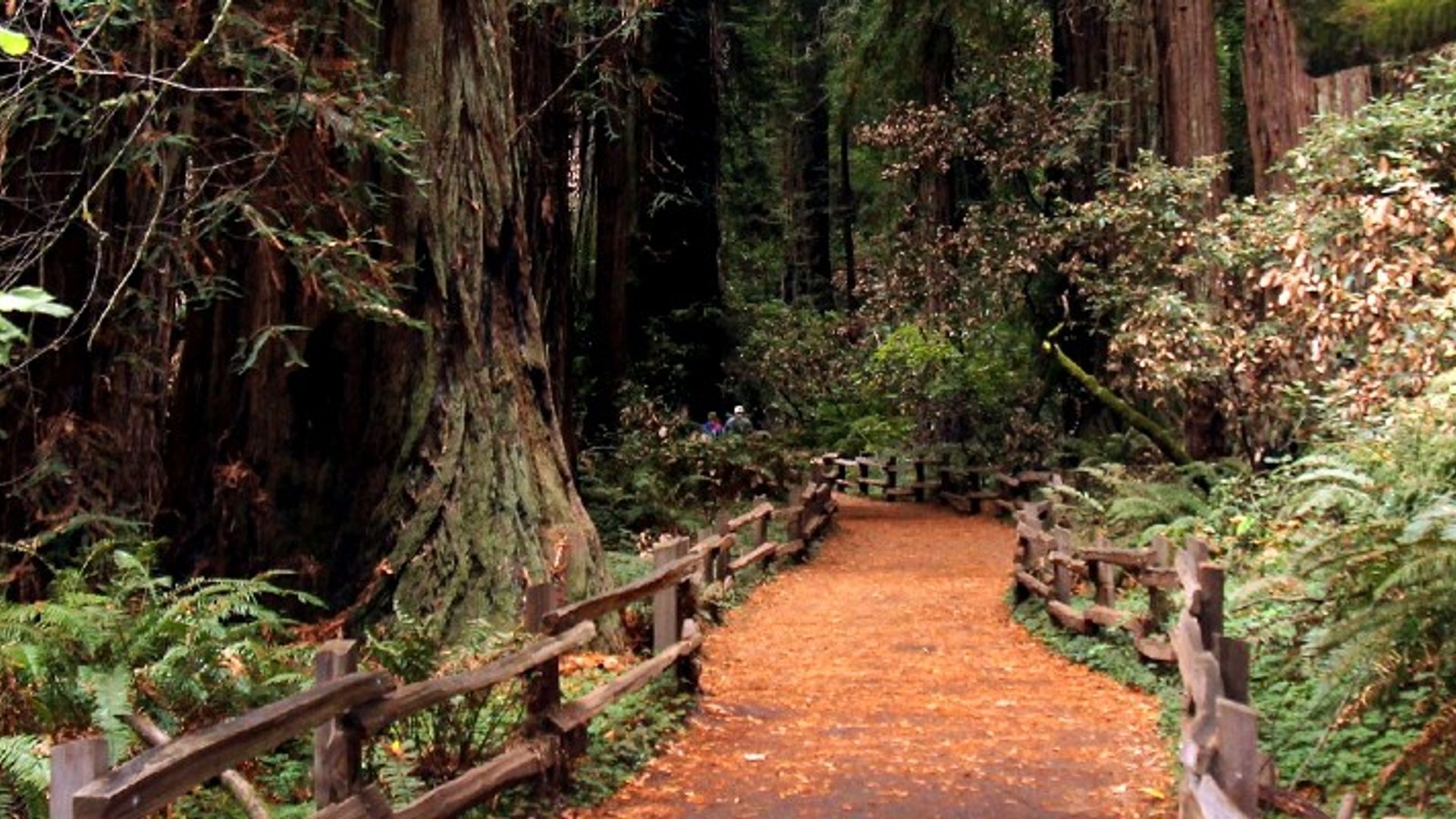 Muir Woods & Sausalito: Private Day Trip from San Francisco image 2
