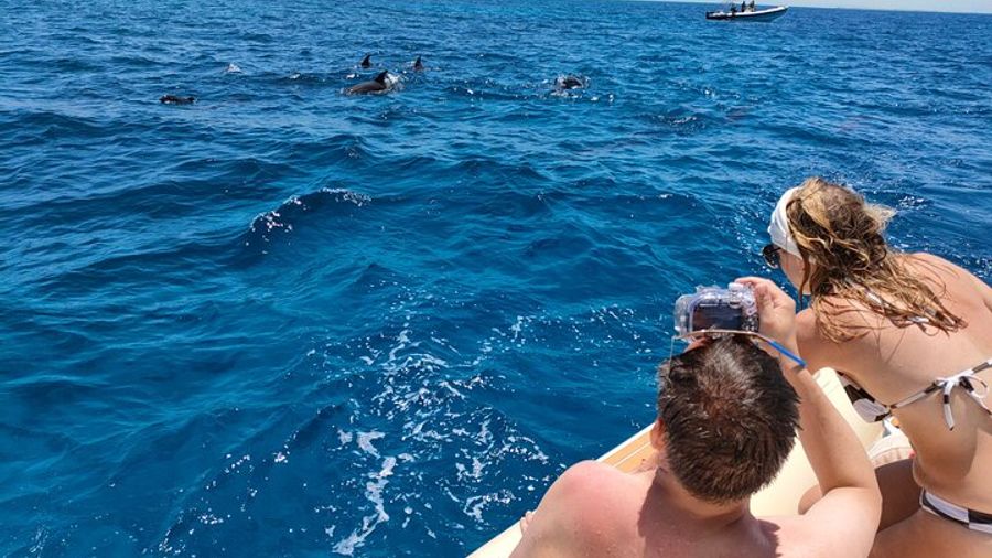 Hurghada Dolphin-Watching and Snorkeling Private Half-Day Tour