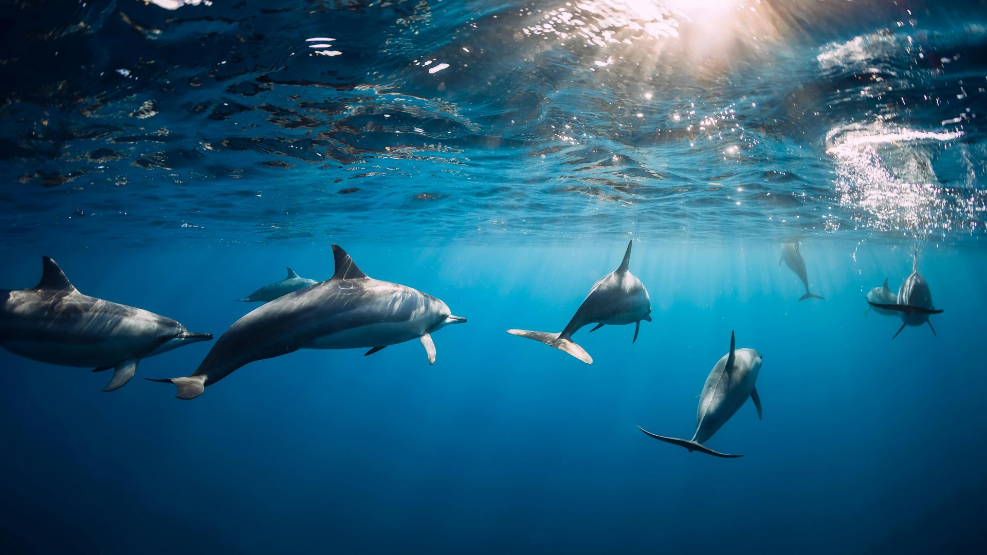 Mauritius dolphin ireba, crater no kuzenguruka urusengero