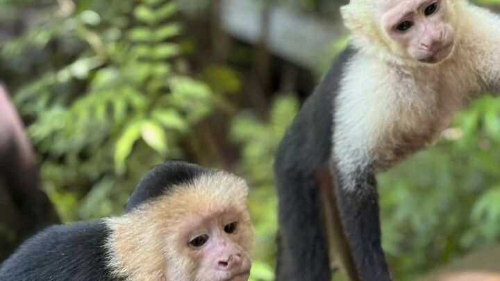 Monkeys, Sloths & Beach: Customizable Private Tour in Roatan