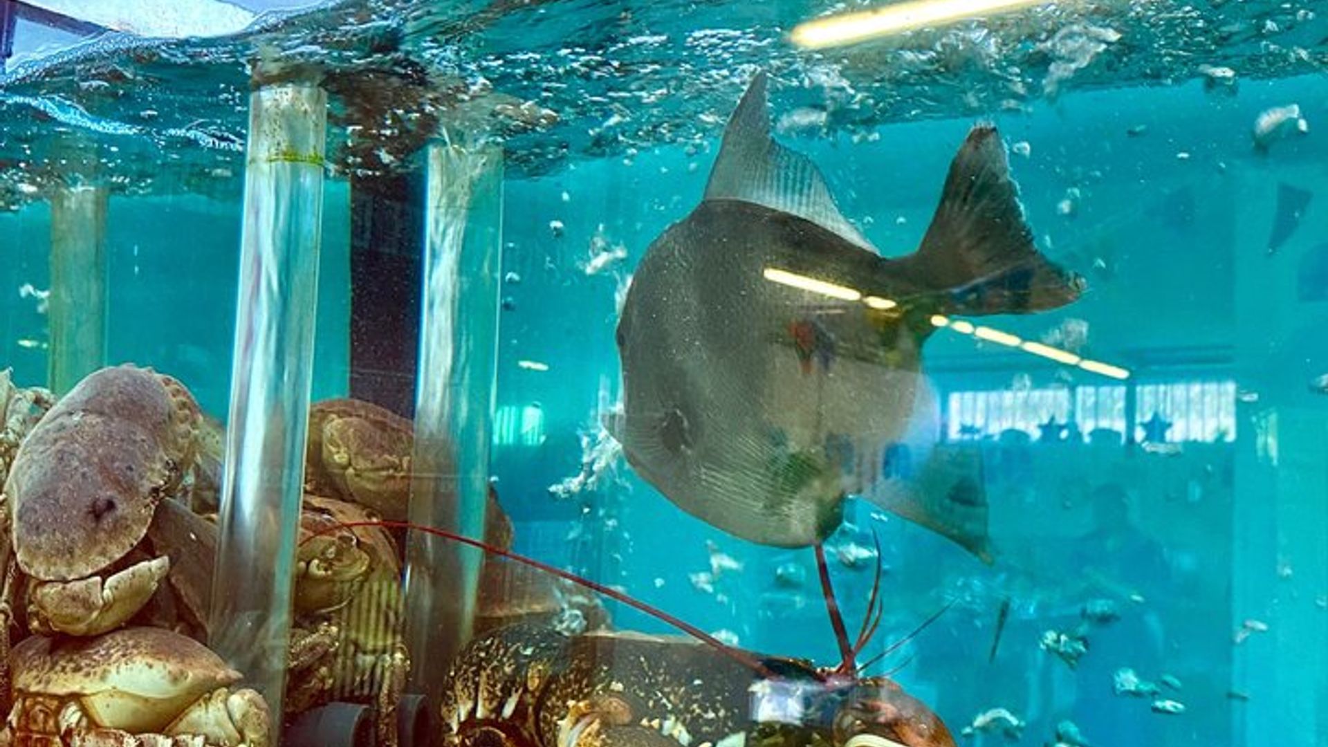 Private Fish Experience with Market-to-table lunch from Porto