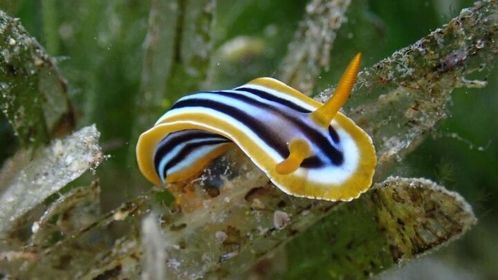 Aqaba Red Sea Private Snorkeling Excursion with Hotel Pickup