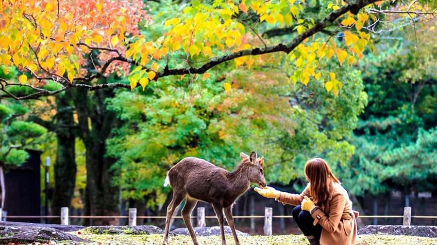 Nara & Uji Full-Day Tour From Osaka With Matcha and Deer Park
