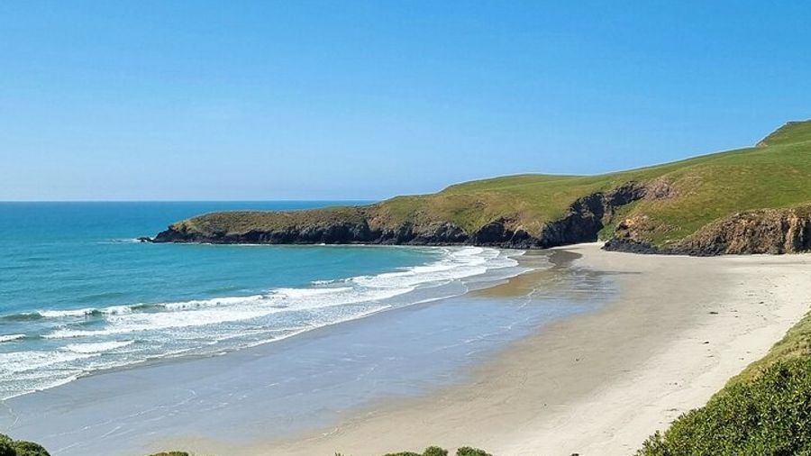 Dunedin and Otago Peninsula Highlights Small-Group Day Tour