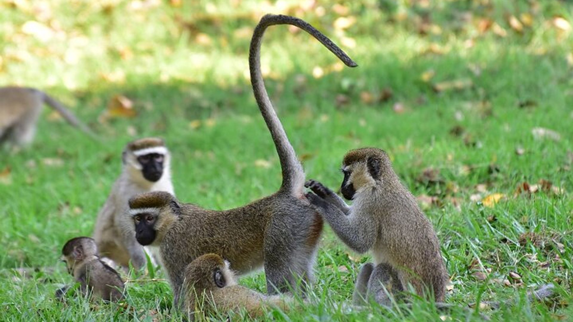 11-Day Uganda Safari Experience Tour with Pick Up