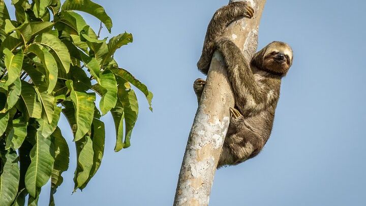Manaus Small-Group 3-Day Amazon Jungle Tour