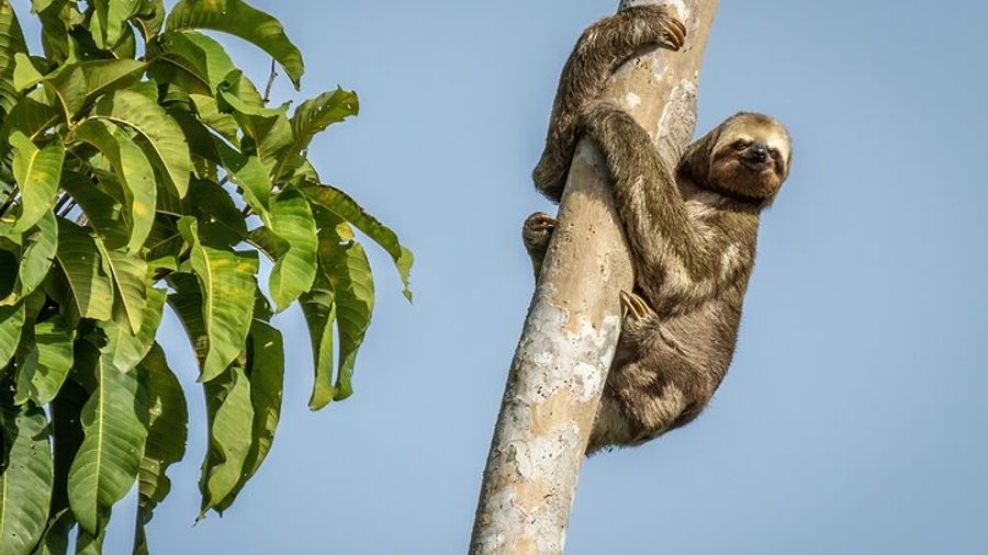 Manaus Small-Group 3-Day Amazon Jungle Tour