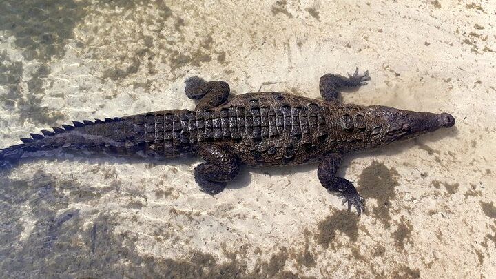Cozumel Private Jeep Tour