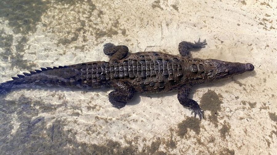 Cozumel Private Jeep Tour