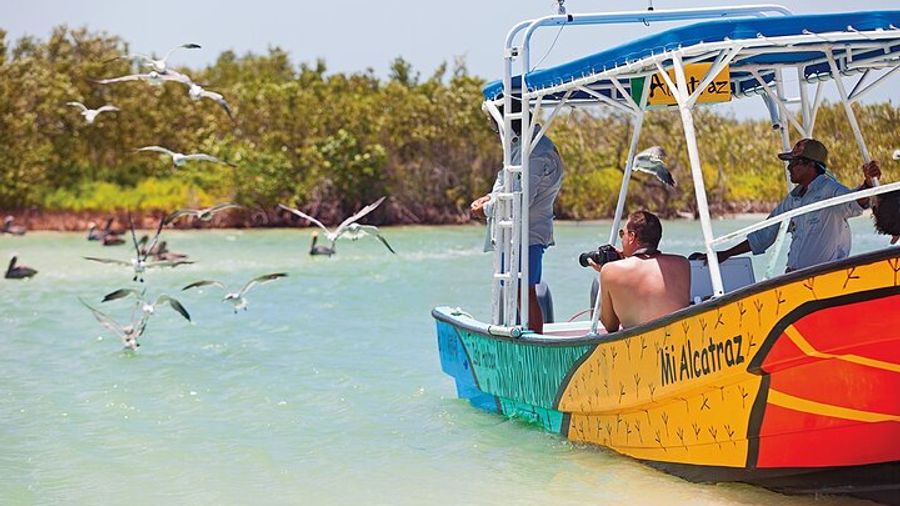 Whale Shark Group Adventure from Isla Holbox