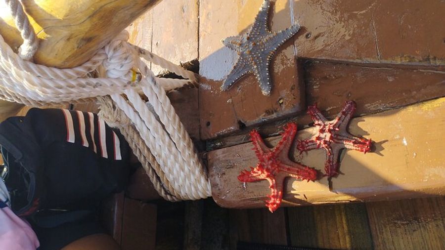 Zanzibar Private Walking Tour with Stone Town Hotel Pickup