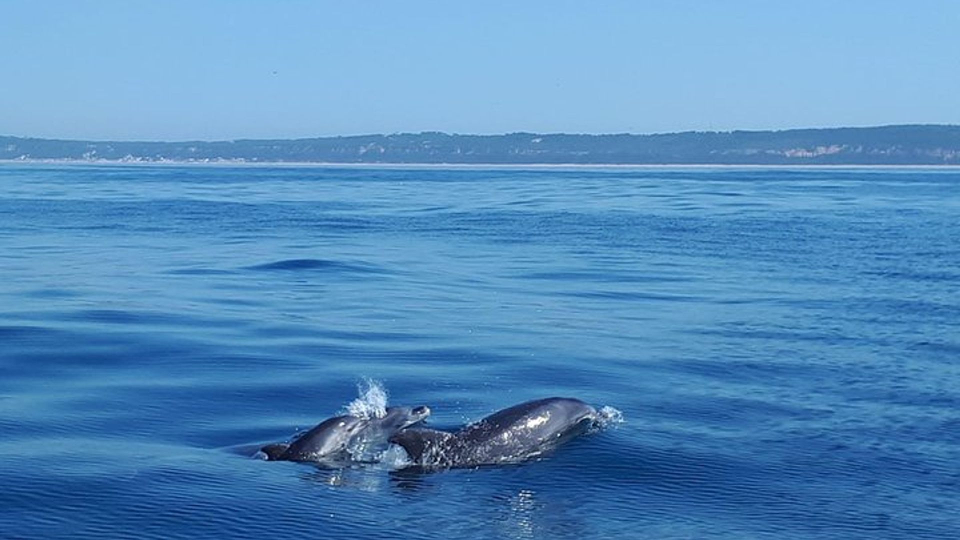 Lissabon: Delfinbeobachtungskreuzfahrt in kleiner Gruppe