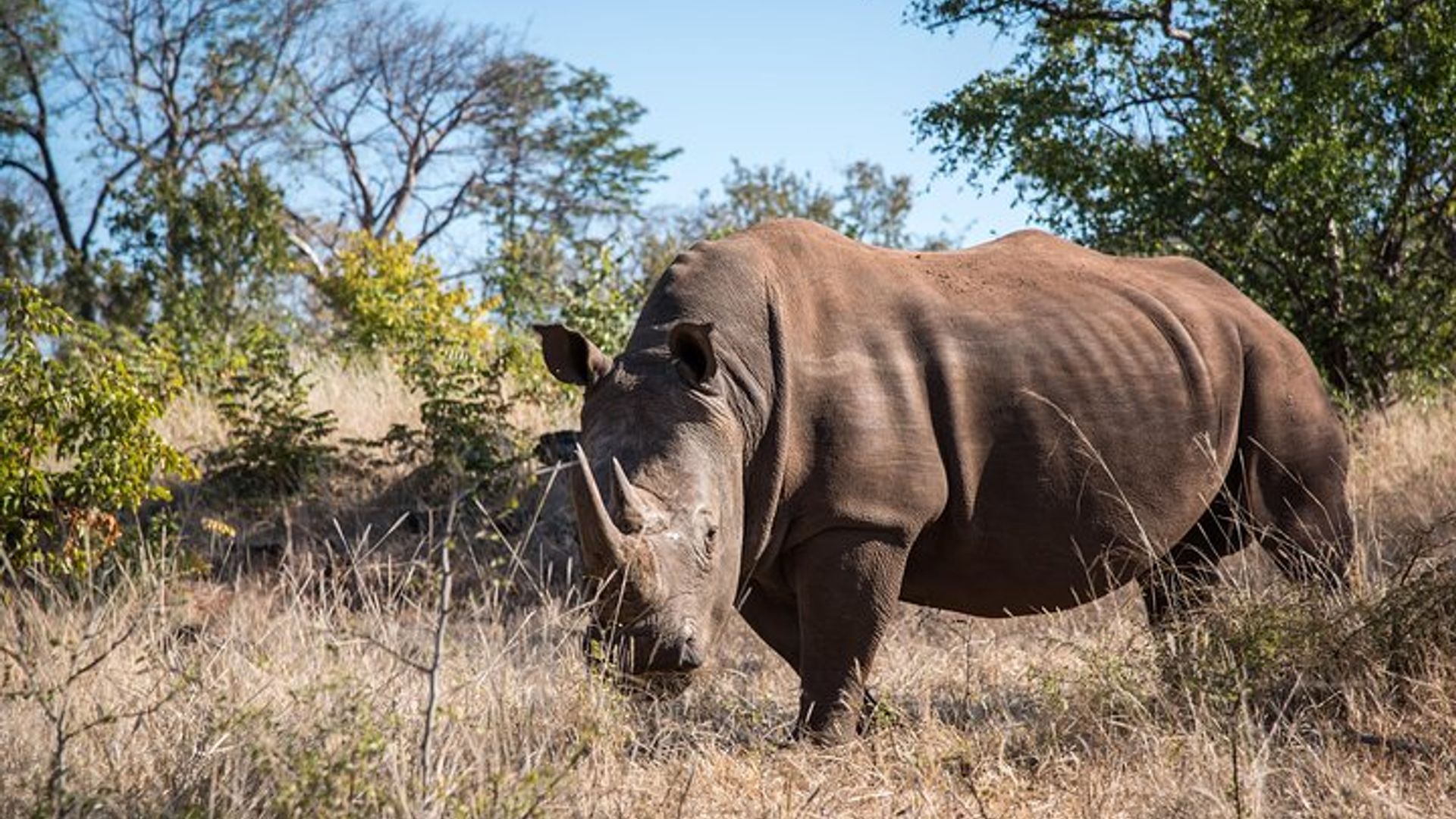 See the Majestic White Rhinos at Mosi-O-Tunya National Park