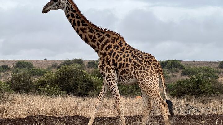 Safari In Nairobi Kenya National Park Half day Tour