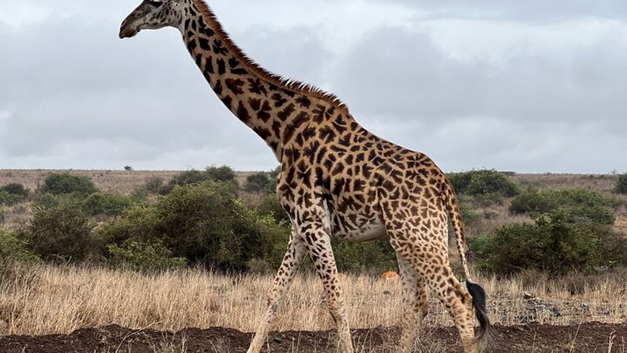 Safari In Nairobi Kenya National Park Half day Tour