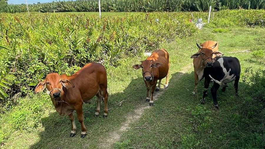 HOI AN Countryside - River Islands - Old Crafts - Local Culture