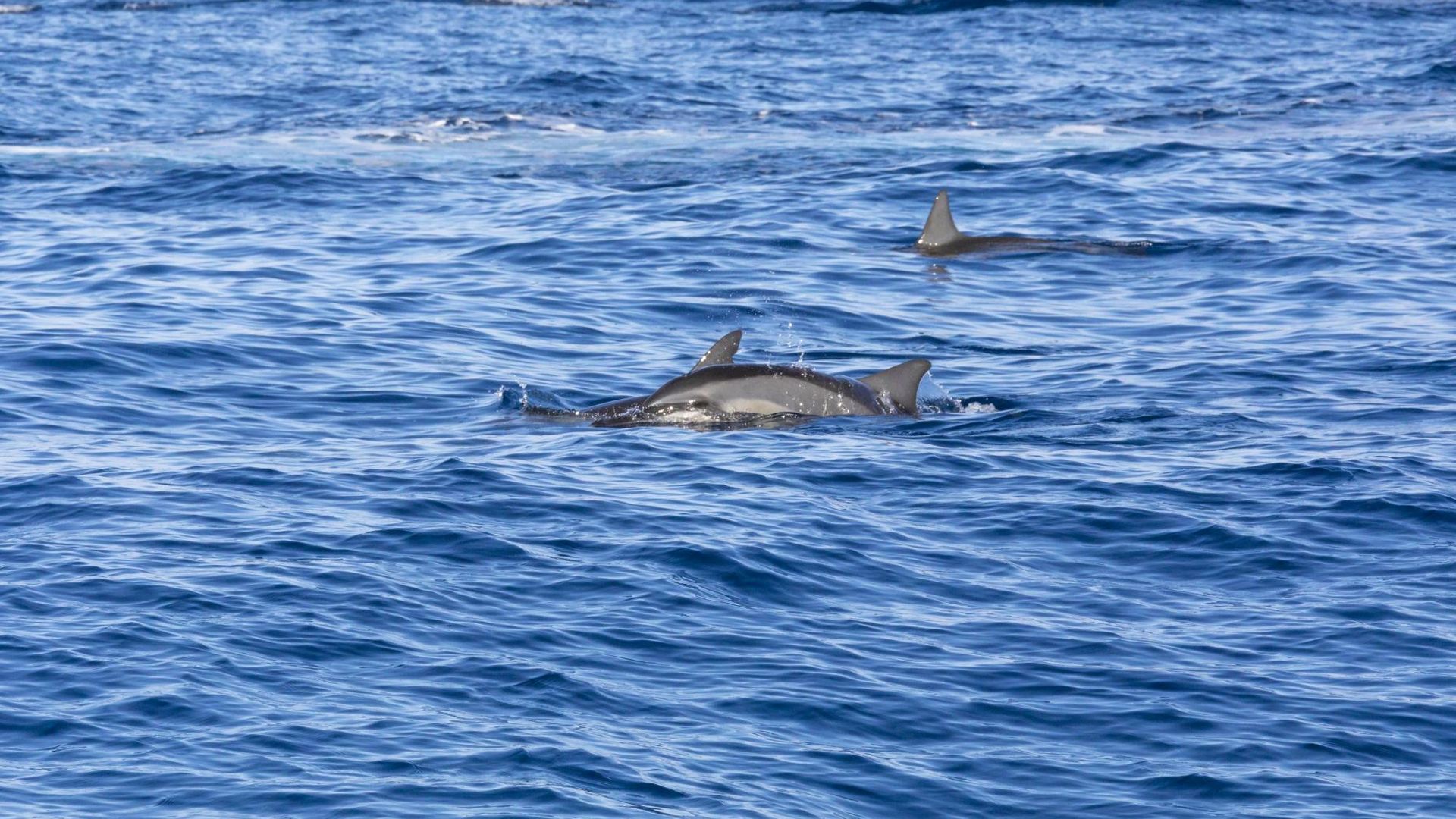 Mauritius dolphin watching speedboat tour