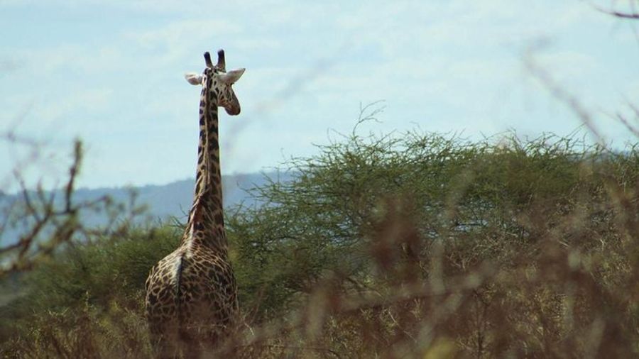 3-Day Tsavo West Train Tour from Mombasa