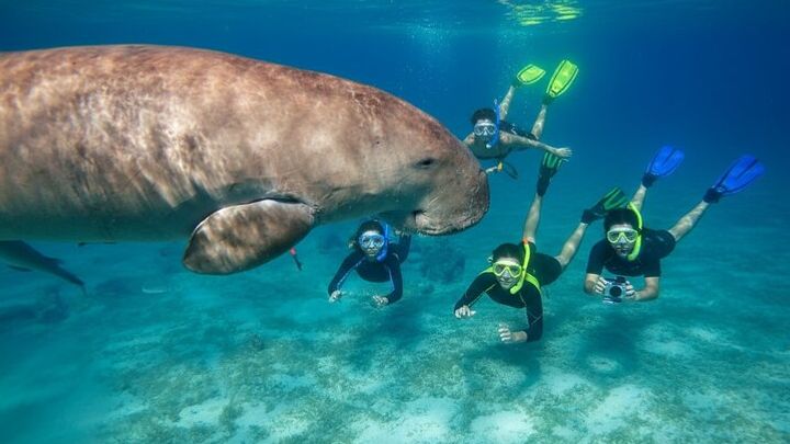 Swim with Turtles and Dugong Snorkeling at Marsa Mubarak Bay