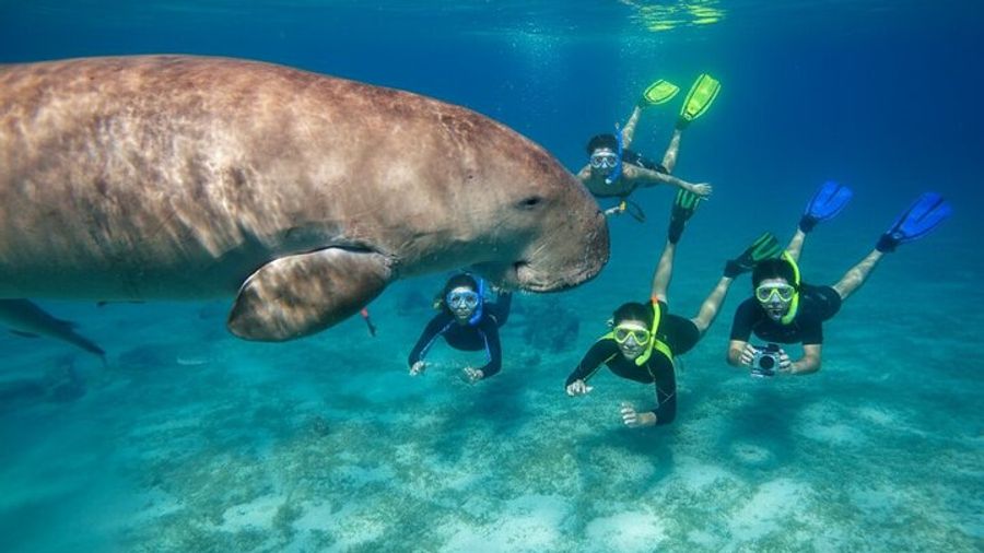 Swim with Turtles and Dugong Snorkeling at Marsa Mubarak Bay