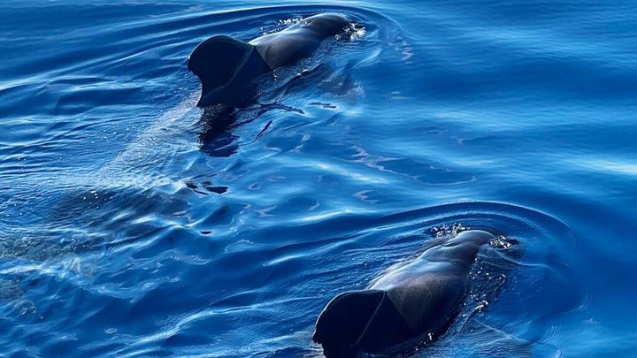 2h Viking Cruise Whales & Dolphins Watching