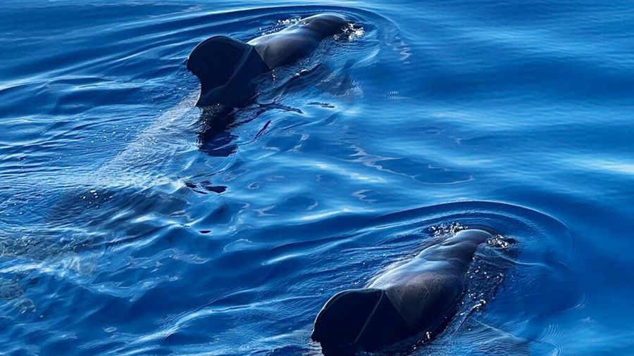 2h Viking Cruise Whales & Dolphins Watching