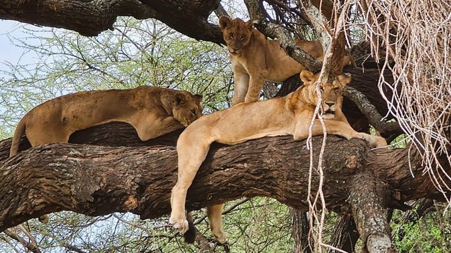 From Arusha: 6 Day Classic Game Drive Serengeti & Ngorongoro