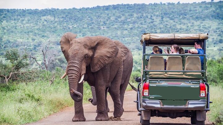 Full Day Exquisite Pilanesberg Safari from Johannesburg