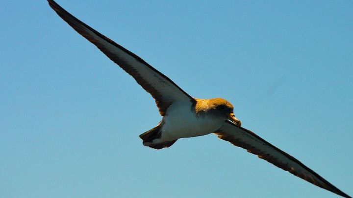 Tenerife Costa Adeje Whale-Watching Eco-Adventure