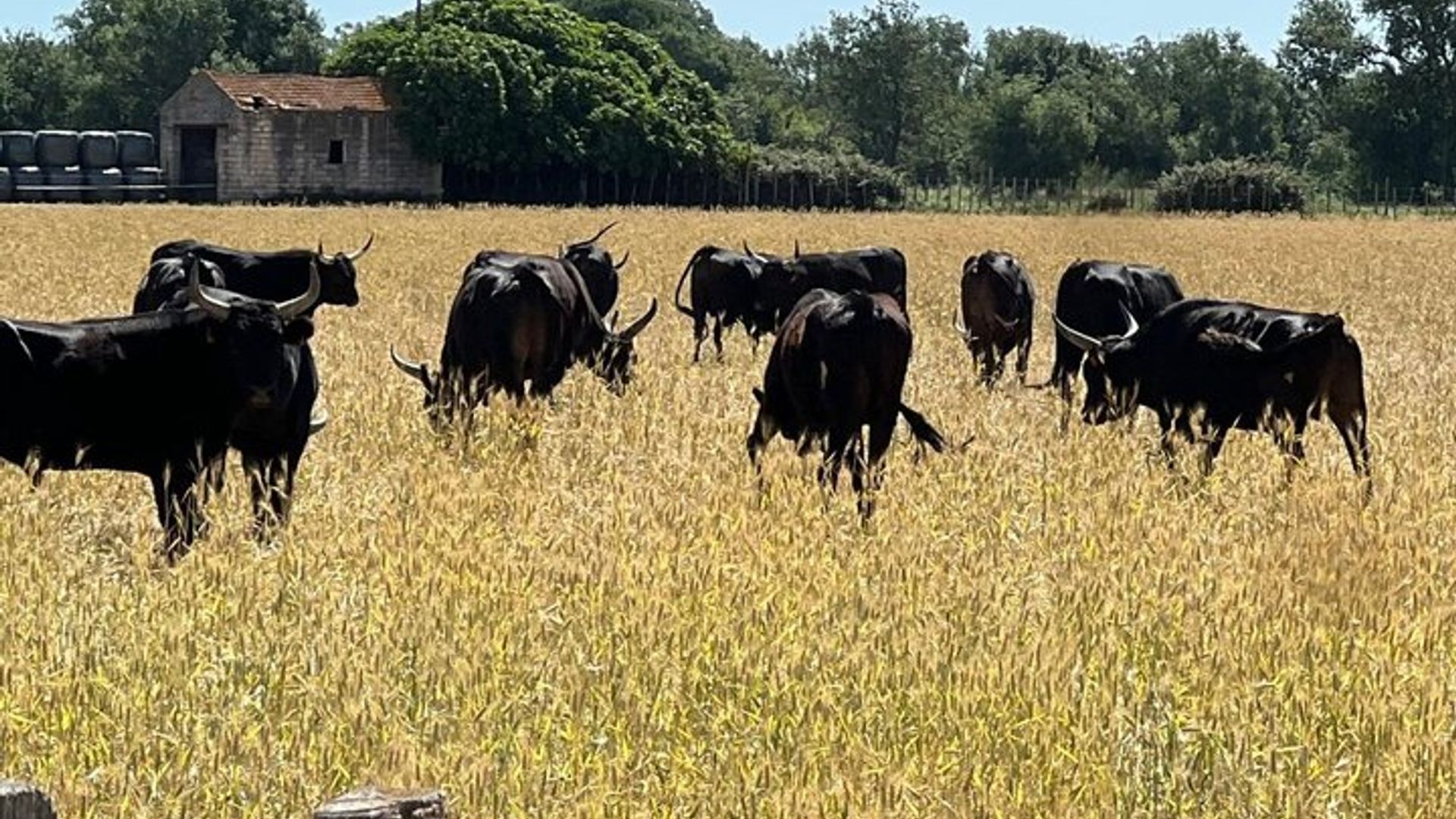 Montpellier: Geführte Tour in der Petite Camargue mit dem Elektrofahrrad