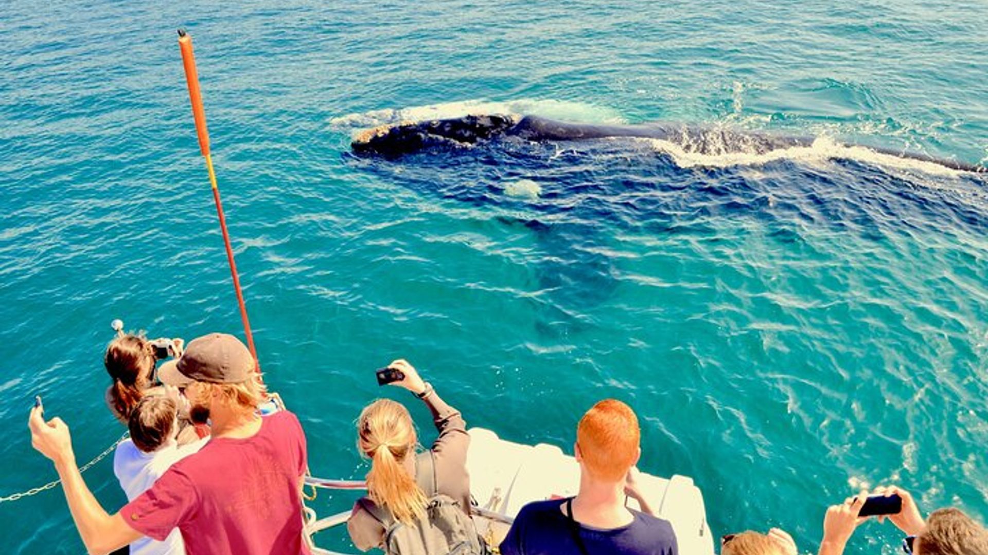 Hermanus Whale Watching and Wine: Private Tour from Cape Town