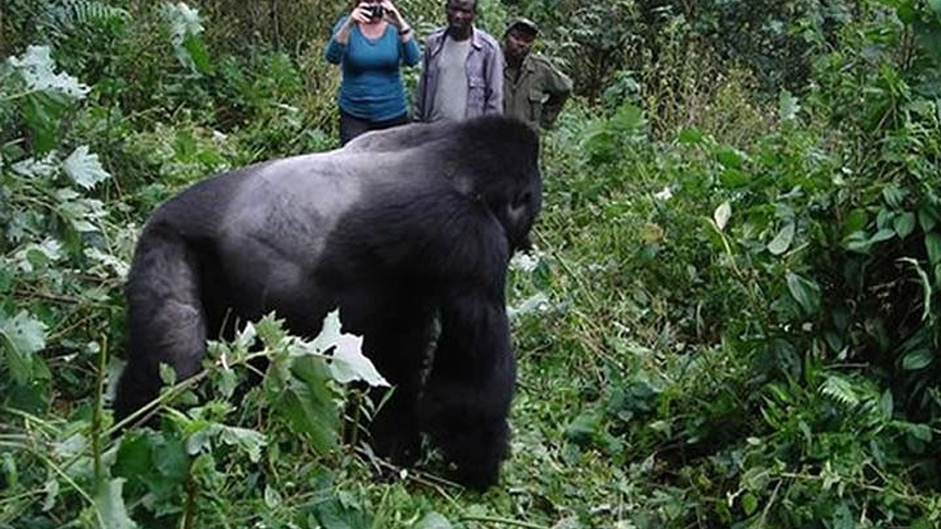 3 days Gorilla Trekking in Bwindi Inpenetrable national Park