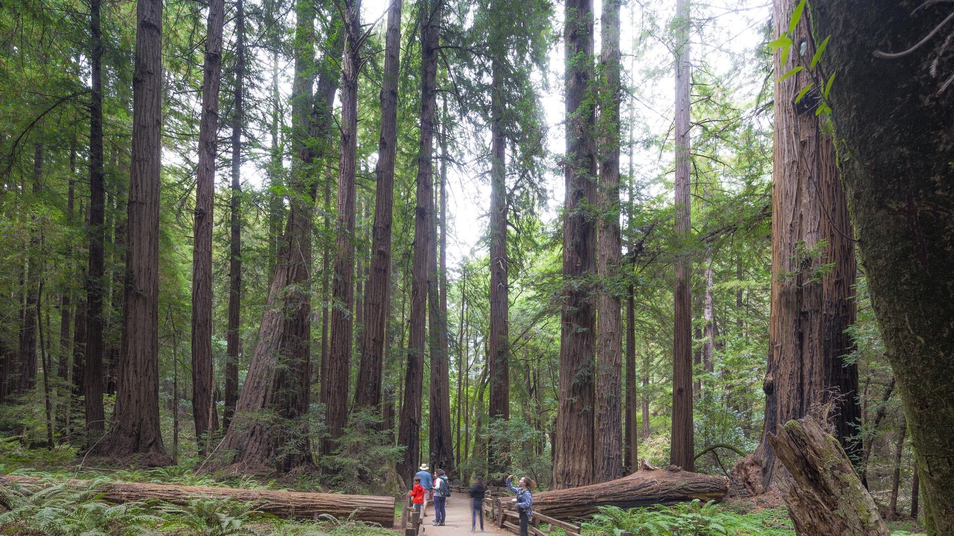 Muir Woods, Sausalito & Escape from the Rock Boat Tour image 1