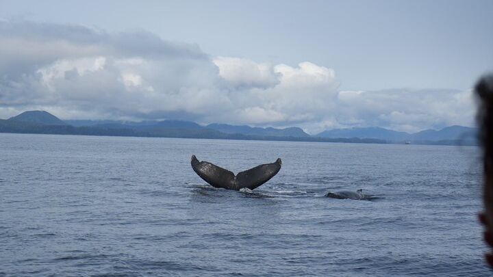 Sitka Boat Tour: Marine Wildlife and Scenery With Binoculars