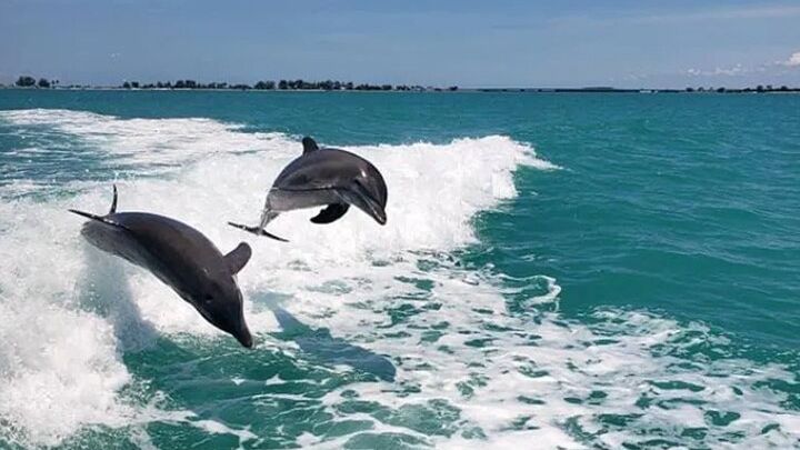 Fins Up - Dolphin & Island Sandbar Adventure in Clearwater Beach
