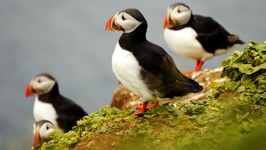 Private Whale and puffin tour from Akureyri