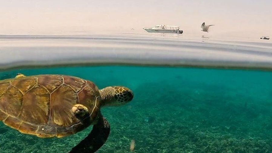 Daymaniyat Islands Group Snorkeling Trip
