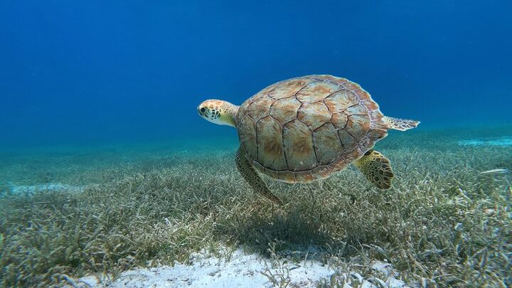 Aruba Private Turtle Snorkeling Tour + FREE Video & Photos