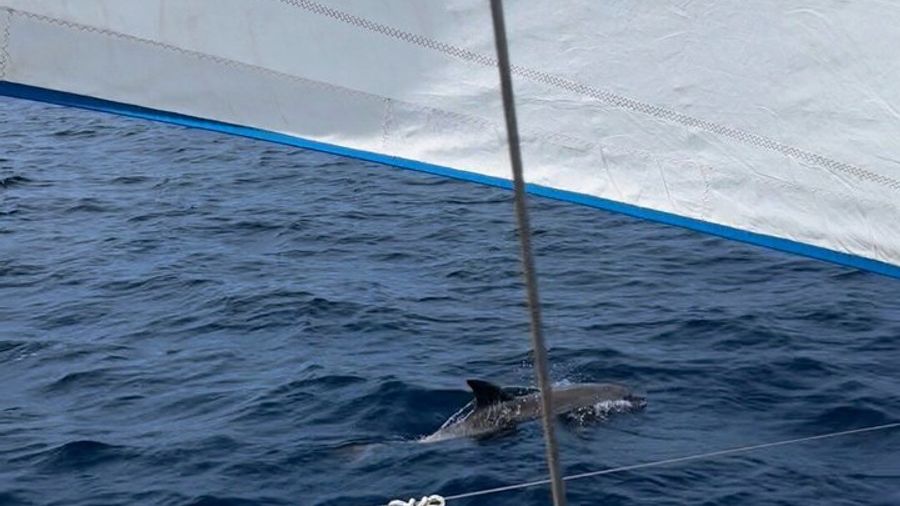 Dubrovnik to Elafiti Islands Small Group Day Sailing Tour