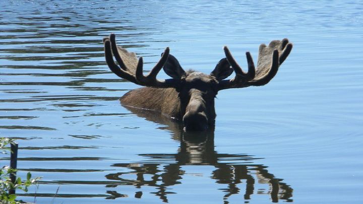 Seward to Anchorage Cruise Transfer and Private Tour