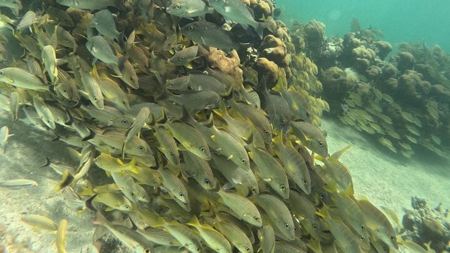 Costa Maya Reefs Snorkeling Tour
